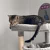 Junger Kater PEPPER sucht sein Zuhause!