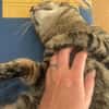 Junger Kater PEPPER sucht sein Zuhause!