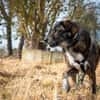 Verschmuster RUDY sucht sein Zuhause!