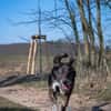Verschmuster RUDY sucht sein Zuhause!