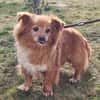 Yuki, sucht ein geduldiges Zuhause