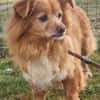 Yuki, sucht ein geduldiges Zuhause