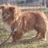 Yuki, sucht ein geduldiges Zuhause