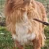 Yuki, sucht ein geduldiges Zuhause