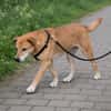 Dringend Zuhause für Senior Alfi gesucht