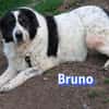 Bruno 2 - gemütlich, ruhig - Gnadenbrot