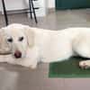 Geben Sie Biba ein schönes Zuhause?