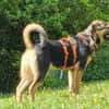 ELLIE -Rundum tolles Hundekind-