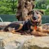 ELLIE -Rundum tolles Hundekind-