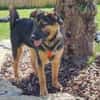 ELLIE -Rundum tolles Hundekind-