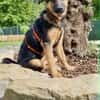ELLIE -Rundum tolles Hundekind-