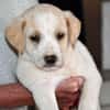 Goldiger Bibbo sucht Zuhause