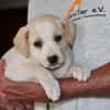Goldiger Bibbo sucht Zuhause