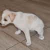 Goldiger Bibbo sucht Zuhause