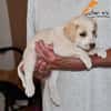 Goldiger Bibbo sucht Zuhause