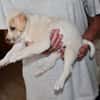 Goldiger Bibbo sucht Zuhause