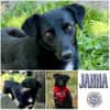 JANNA * liebenswerter Hauself