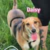 Daisy - treu und menschenbezogen