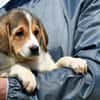 Fede möchte adoptiert werden