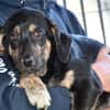 Bricko sucht liebevolles Zuhause