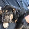 Bricko sucht liebevolles Zuhause