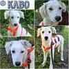 KABO -Rundum tolles Hundekind-
