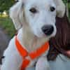KABO -Rundum tolles Hundekind-