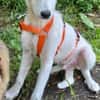 KABO -Rundum tolles Hundekind-