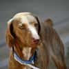 Lola sucht sportliche Menschen