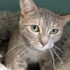 MIMOLETTE