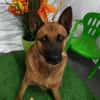 Filou