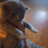 PELUCHE