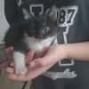 PISTACHE