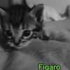 FIGARO