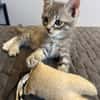 ÉROS, CÉSAR, ORIO