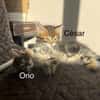 ÉROS, CÉSAR, ORIO