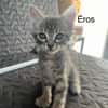 ÉROS, CÉSAR, ORIO