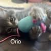 ÉROS, CÉSAR, ORIO