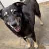 Kalani 💜sucht Pflegestelle/Endstelle