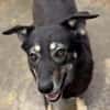 Kalani 💜sucht Pflegestelle/Endstelle