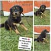 Frieda💜sucht ihr  Zuhause/Pflegestelle