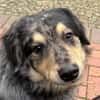 Sensibler Jungrüde ♥BALU♥ in 59174 Kamen