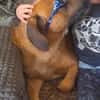Toller♥Taro♥ wartet in 24885 Sieverstedt