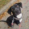 Theo sucht eine aktive Familie
