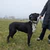 Theo sucht eine aktive Familie