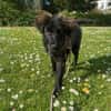 Momo sucht ein liebevolles Zuhause