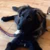 Momo sucht ein liebevolles Zuhause