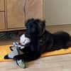Momo sucht ein liebevolles Zuhause