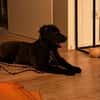 Momo sucht ein liebevolles Zuhause