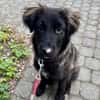 Momo sucht ein liebevolles Zuhause